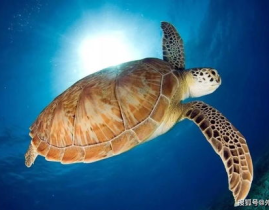 海龟交易,揭秘趋势跟踪与风险控制的量化交易策略