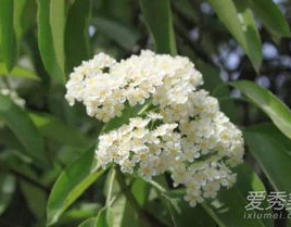 石楠花为什么叫最污花,揭秘“最污花”的由来与传说