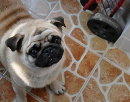 八哥犬多少钱一只,品种、血统与地域差异大解析