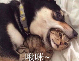 二哈吃瓜娱乐圈百度云,娱乐圈风云录