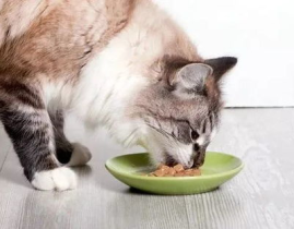 娱乐吃瓜猫咪视频大全最新,最新猫咪吃瓜视频大盘点
