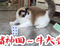 娱乐吃猫瓜,揭秘“吃猫瓜”背后的故事与真相