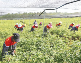 中药种植,传承与创新之路