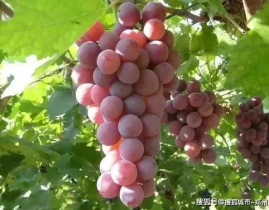 娱乐吃瓜酱葡萄娱乐,吃瓜酱葡萄娱乐深度解析