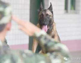 娱乐吃瓜酱缉毒犬,揭秘缉毒犬的神秘世界