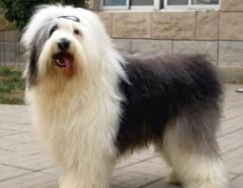 英国古代牧羊犬价格,价格揭秘与价值评估