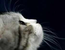 娱乐吃瓜猫捉鸟是真的吗,娱乐吃瓜猫捉鸟事件，真相究竟如何？