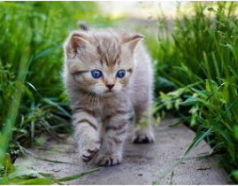 娱乐吃瓜酱大猫咪,揭秘娱乐圈背后的喵星人故事